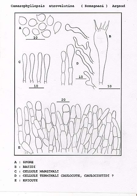 Camarophyllopsis atrovelutina  (Romagn.)  Argaud